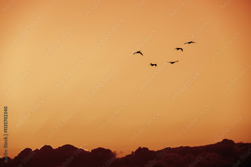 Obraz premium 早朝、日が昇ると鳥たちが大空を飛び回る 兵庫県西宮市の香櫨園浜で撮影
