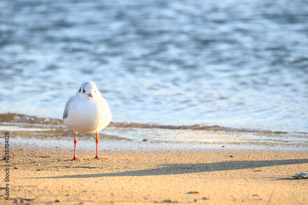 冬の訪れとともに西宮市香櫨園浜にやってきたゆりかもめ
