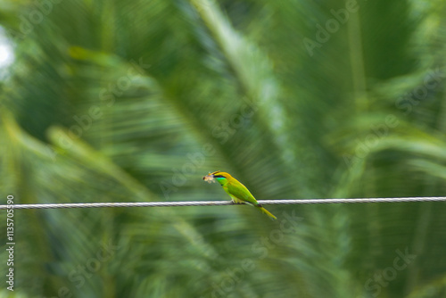 green winged macaw