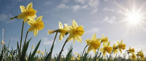 Beautiful daffodil flowers in full bloom against a sunny sky background, abstract, spring, sky