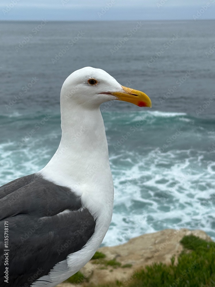 A close-up portrait of a seagull with a striking yellow beak, gazing out towards the ocean. A close-up portrait of a seagull with a striking yellow beak, gazing out towards the ocean.
