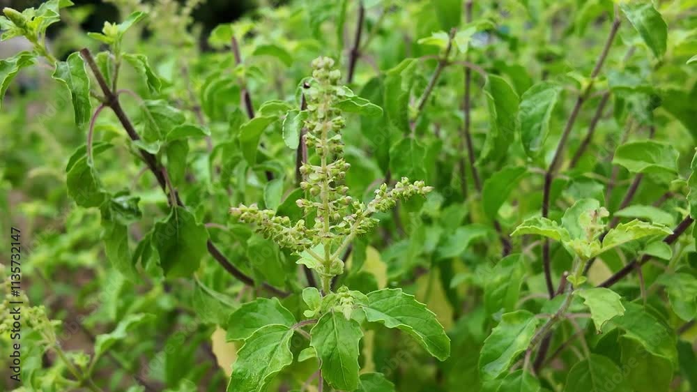 Holy Basil Plant: Close-up of the sacred tulsi plant with lush green leaves and delicate white flowers, a symbol of purity and healing in Ayurveda. Holy Basil Plant: Close-up of the sacred tulsi plant with lush green leaves and delicate white flowers, a symbol of purity and healing in Ayurveda.