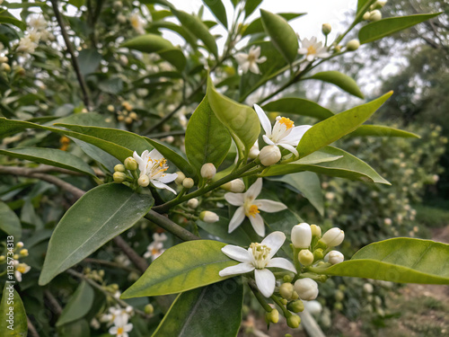 tree. tree, nature, plant, leaves, leaf, branch, spring, flower, summer, fruit, garden, foliage, forest, growth, food, agriculture, fresh, green, color, close-up, branches, environment