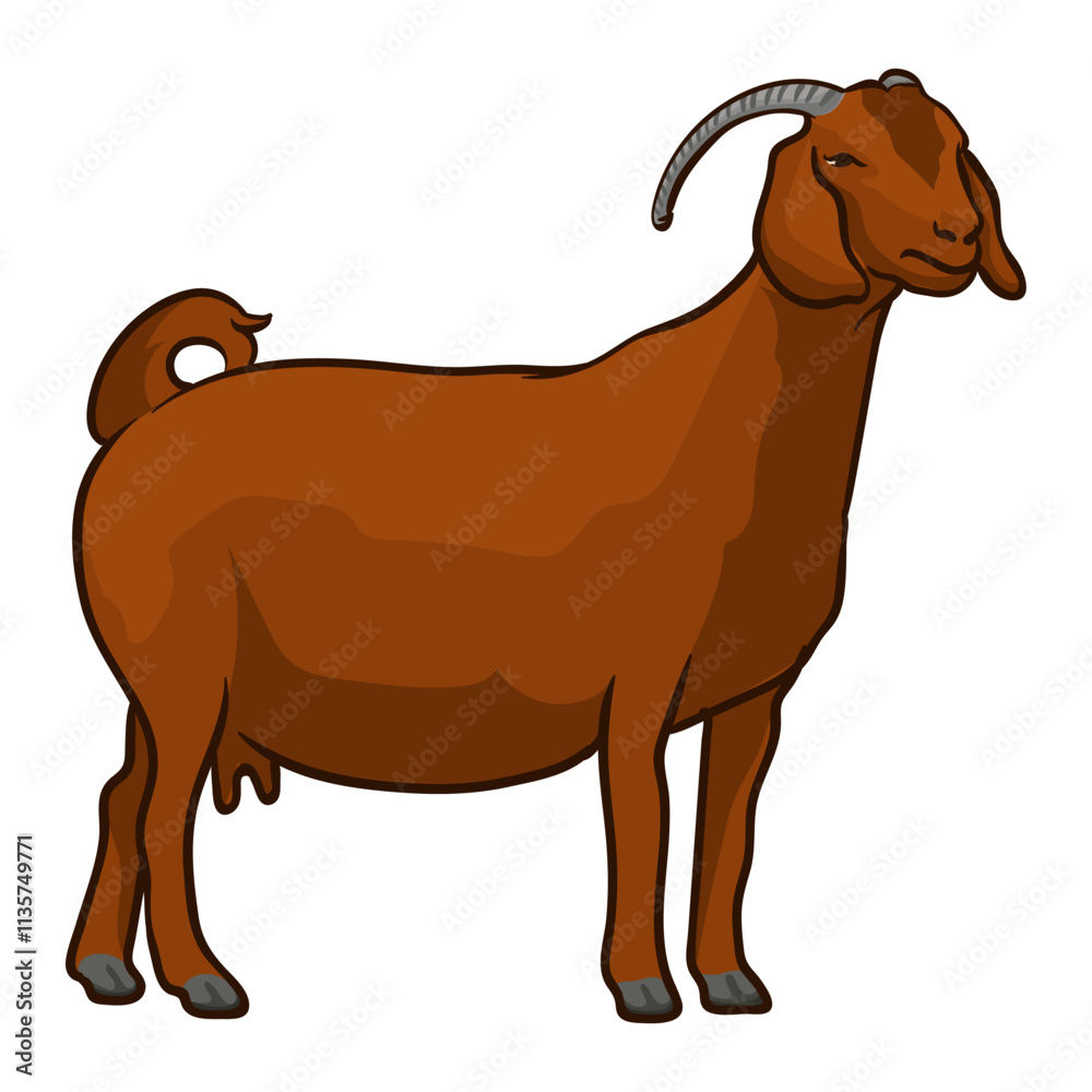 Fototapeta premium boer livestock contest goat standing, boer goat for livestock show stands tall as judged in livestock show for livestock 1