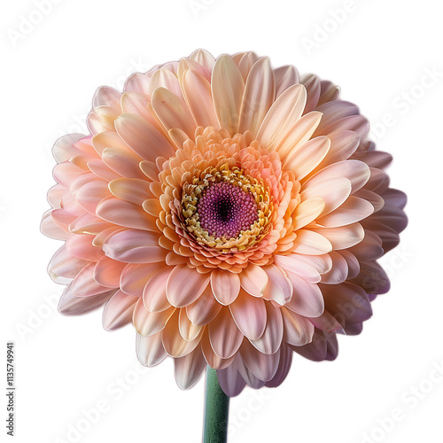 Stunning Close-Up of Isolated Flower on Plain Background, Showcasing Intricate Petals and Vibrant Colors, Perfect for Nature and Floral Enthusiasts