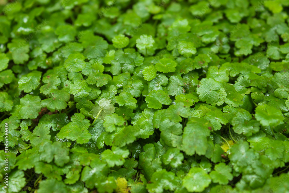 Green texture of Hydrocotyle ranunculoides plant Green texture of Hydrocotyle ranunculoides plant