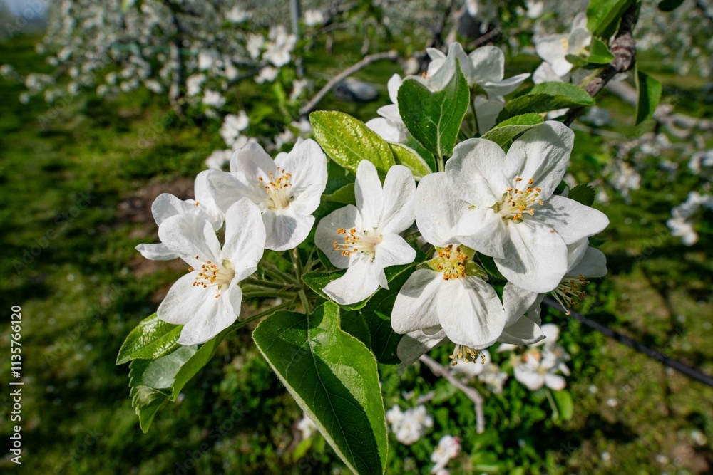 Obraz premium リンゴの花