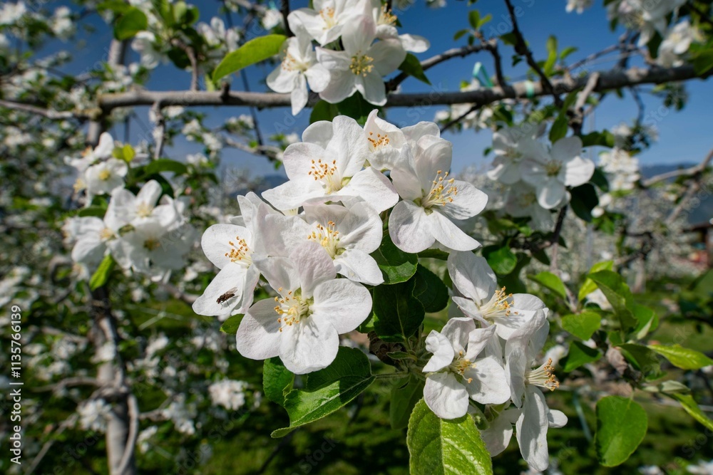 リンゴの花 リンゴの花