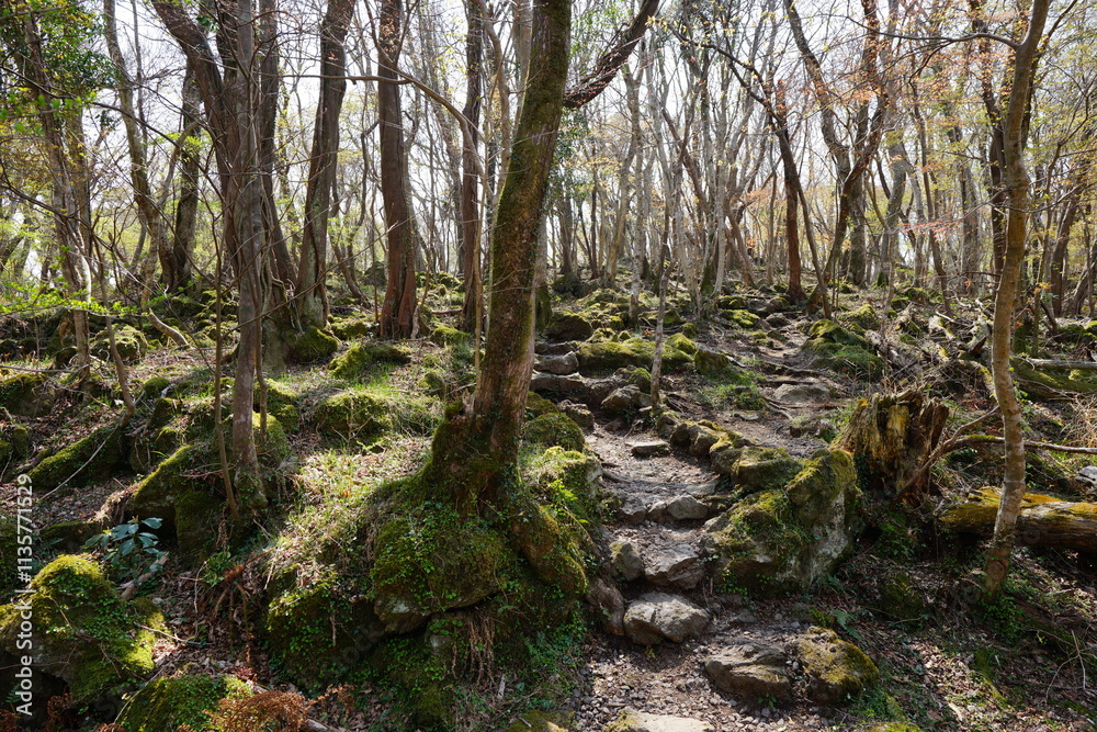 Naklejka premium fine spring path in old forest