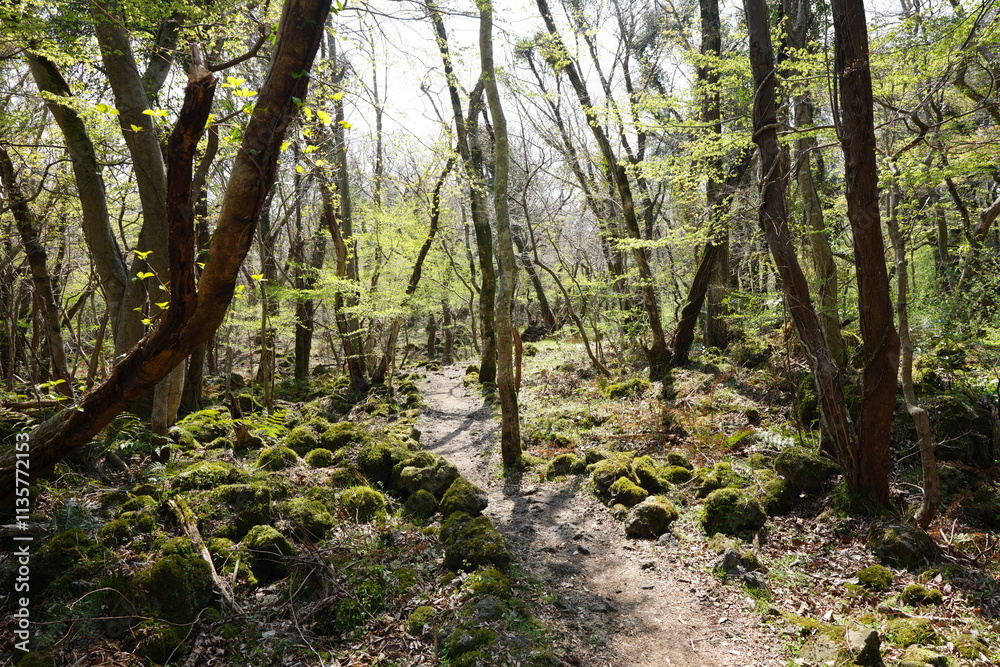 fresh green forest and path in the gleaming sunlight fresh green forest and path in the gleaming sunlight