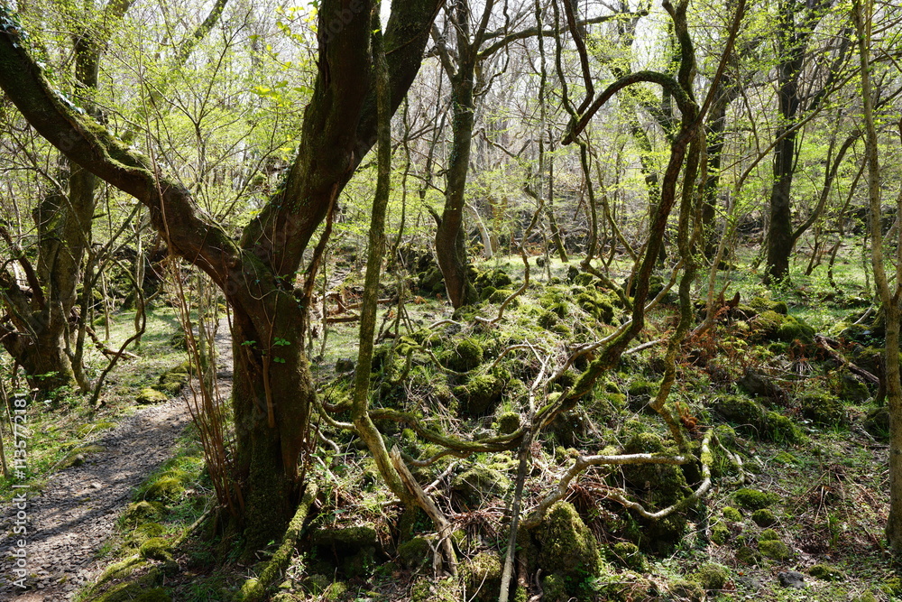 mossy rocks and old trees in spring sunlight mossy rocks and old trees in spring sunlight