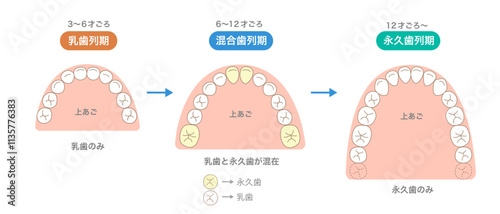 年齢で変化する歯の本数と新しく生える歯と歯並び