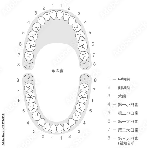 白黒 永久歯の歯列とその名称の解説