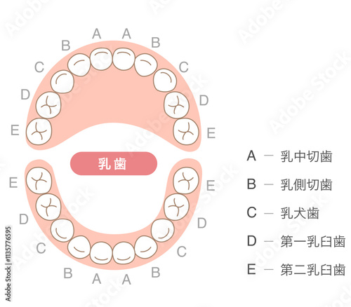乳歯の歯列とその名称の解説