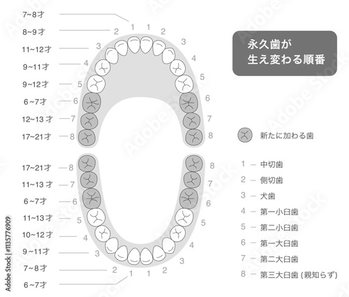 白黒　永久歯が生え変わる時期と歯並びとその名称の解説図