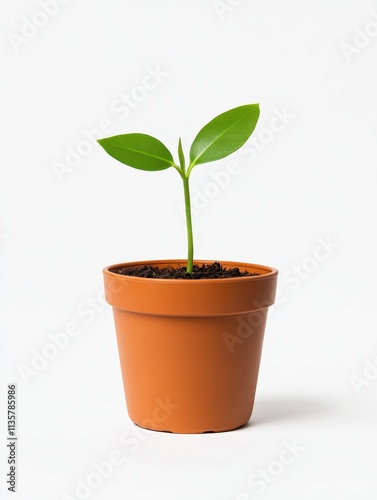 Growing seedling in a pot indoor setting plant photography minimalist environment close-up view nature concept