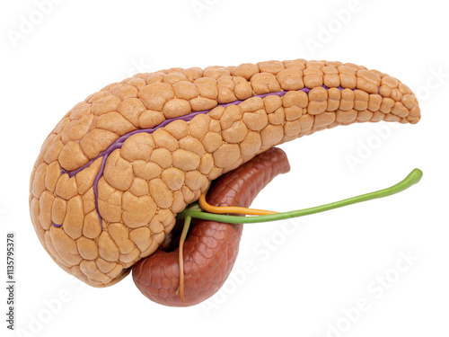 realistic healthy human pancreas gland, internal organ, abdomen endocrine gland, isolated on a transparent background with a clipping path cutout, photo