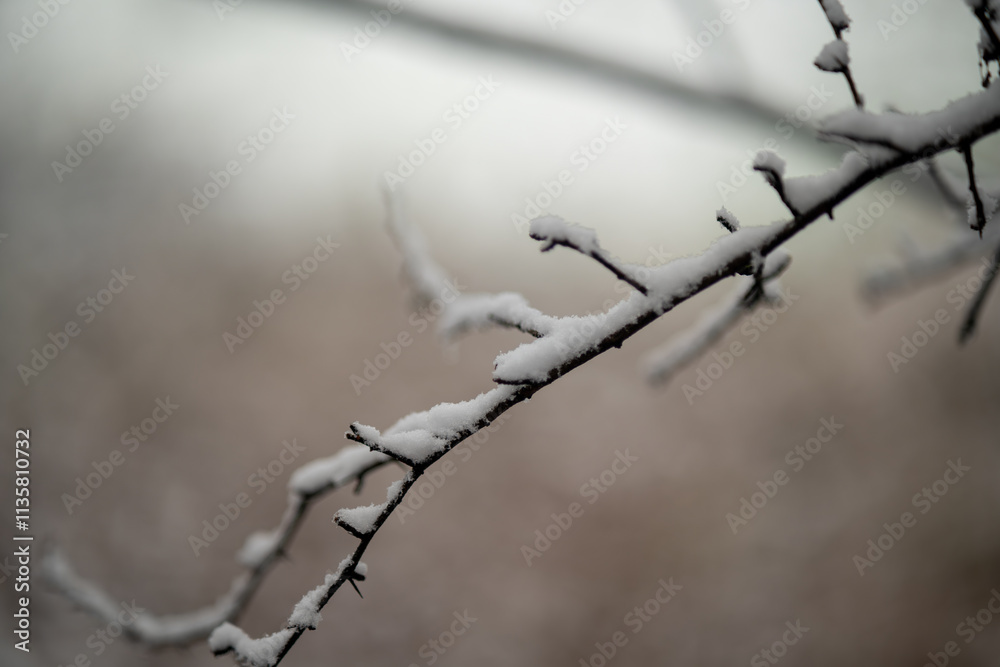Snow-Covered Thorny Branch in Winter Serenity, Close-Up of Frozen Twigs Against a Soft Blurred Background Snow-Covered Thorny Branch in Winter Serenity, Close-Up of Frozen Twigs Against a Soft Blurred Background