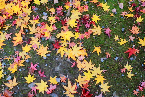 東福寺 紅葉の落ち葉