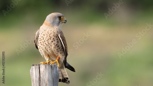 Lesser kestrel - Falco naumanni