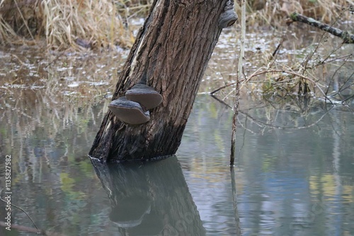 Tinder fungus on a Water tour