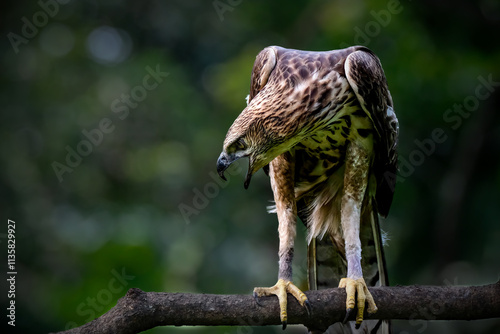 Changeable Hawk-Eagle or Nisaetus cirrhatus photo