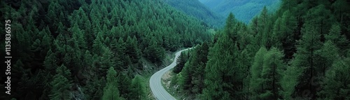Lush Evergreen Forest with ...