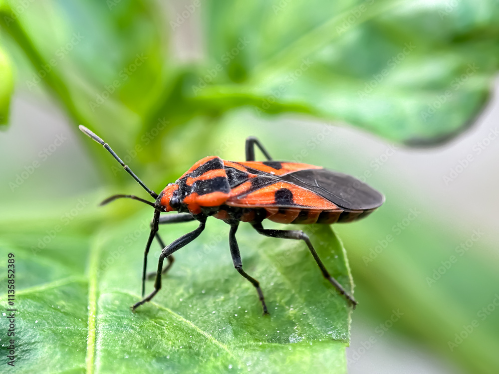 Close up of seed bugs (Spilostethus pandurus) Close up of seed bugs (Spilostethus pandurus)