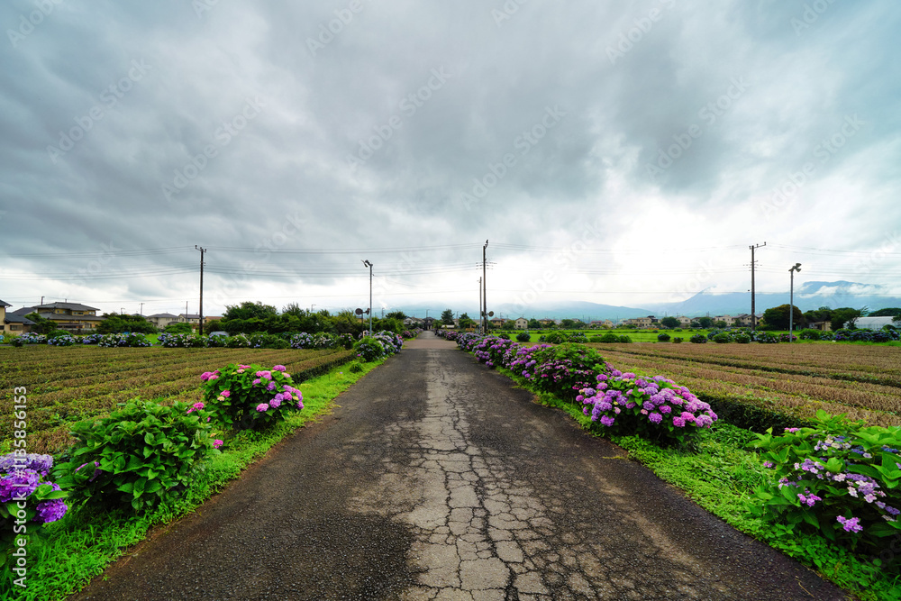 あじさいが彩る田舎道と広がる田園風景