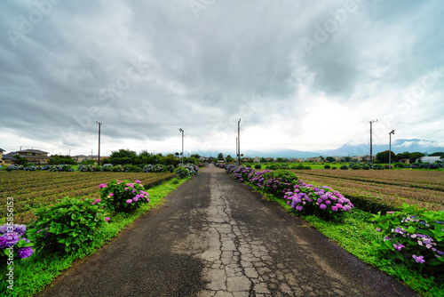 あじさいが彩る田舎道と広がる田園風景