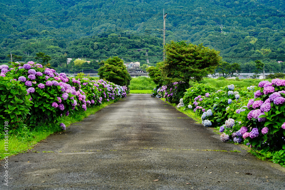 あじさいが彩る田舎道と広がる田園風景