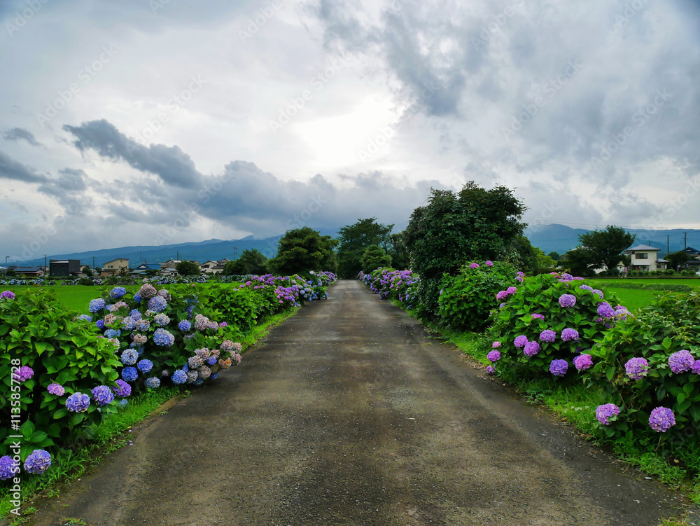 あじさいが彩る田舎道と広がる田園風景