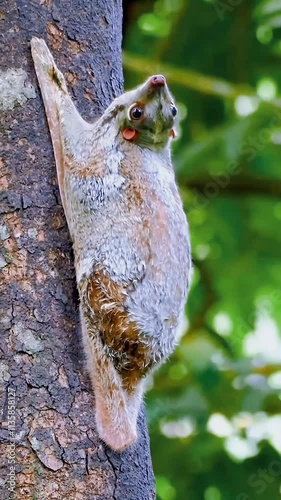 A Sunda flying lemur clings to a tree trunk, showcasing its unique gliding membrane. photo