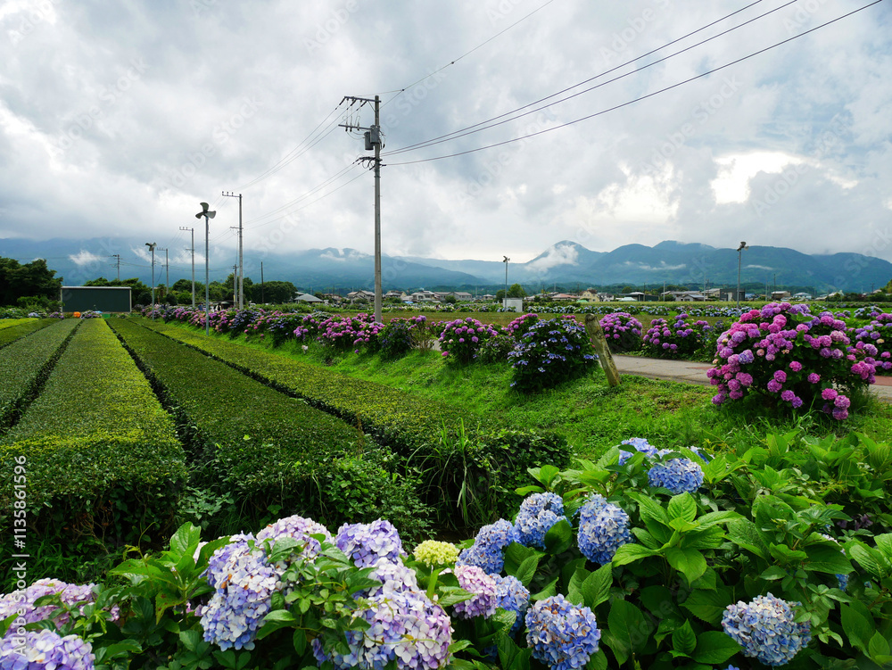 あじさいが彩る田舎道と広がる田園風景