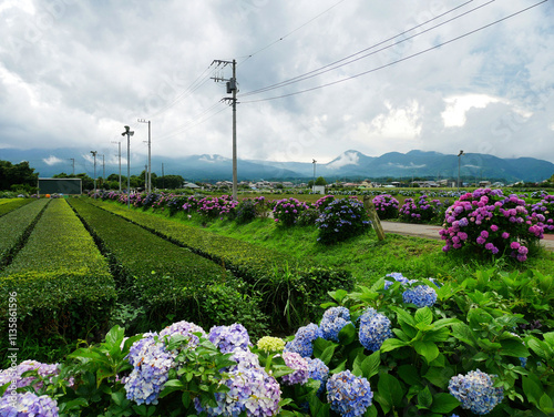 あじさいが彩る田舎道と広がる田園風景