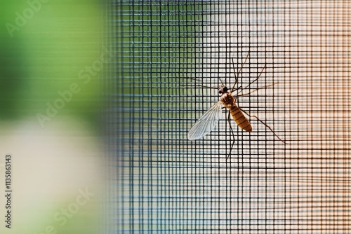 Close-up view of a mosquito on an insect net wire screen.