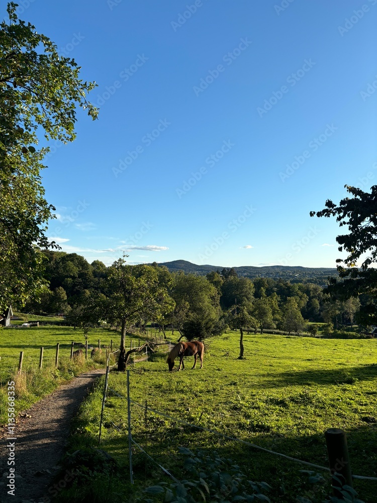 Obraz premium Horse in nature 