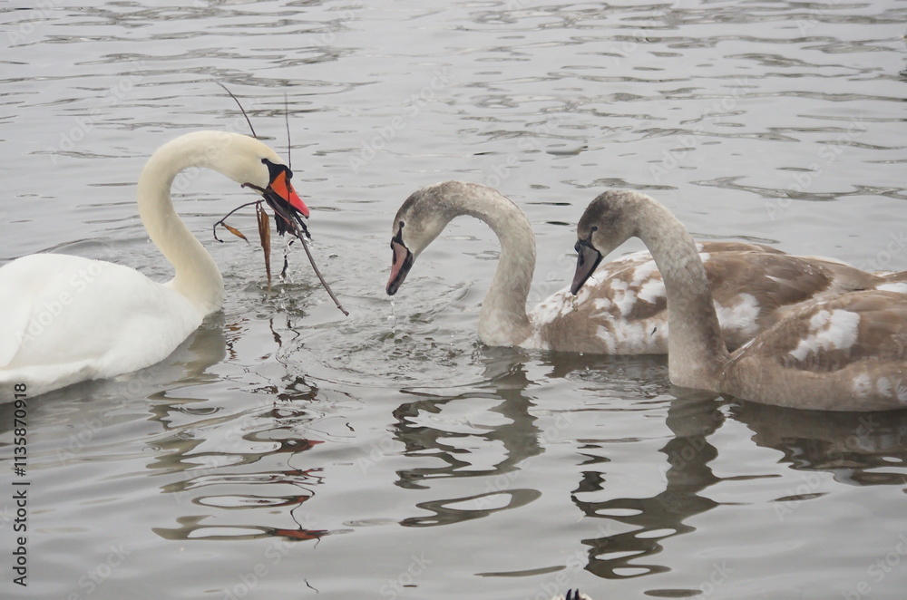 Fototapeta premium The process of training adult chicks in white swans.