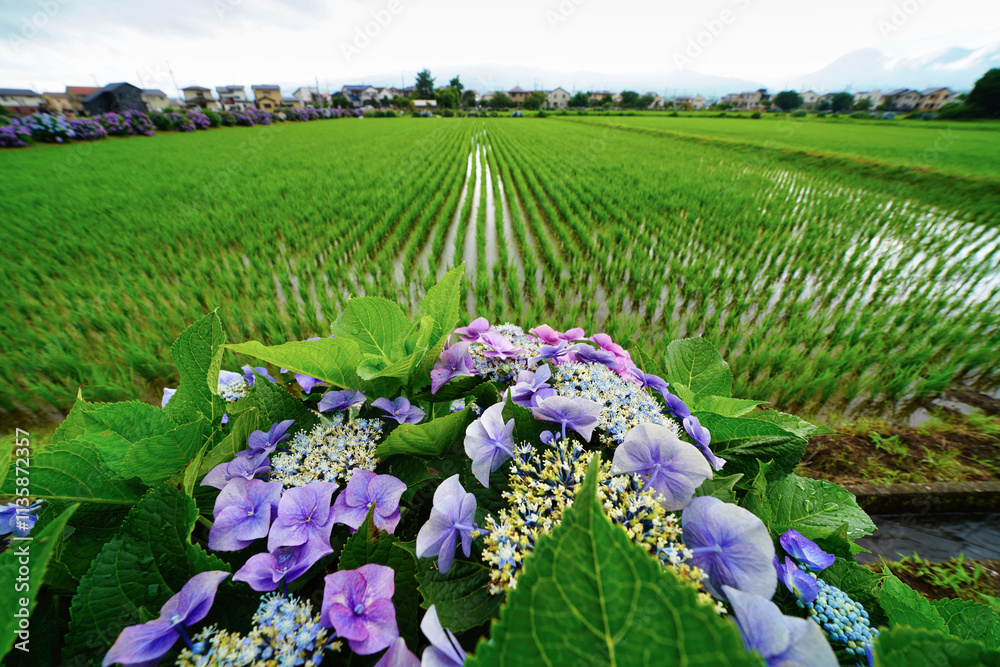 雨上がりに咲くあじさいと緑豊かな田園