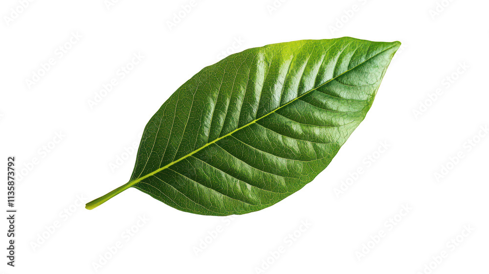 Vibrant Green Leaf Close-Up for Nature Lovers Vibrant Green Leaf Close-Up for Nature Lovers
