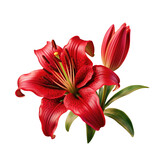 red lily flower isolated on a transparent background