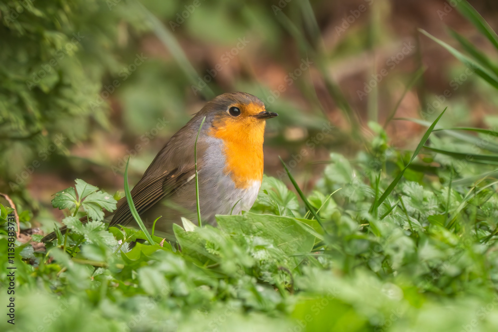 European Robin - Erithacus rubecula, beautiful red breasted perching bird from European gardens and woodlands, Zlin, Czech Republic. European Robin - Erithacus rubecula, beautiful red breasted perching bird from European gardens and woodlands, Zlin, Czech Republic.