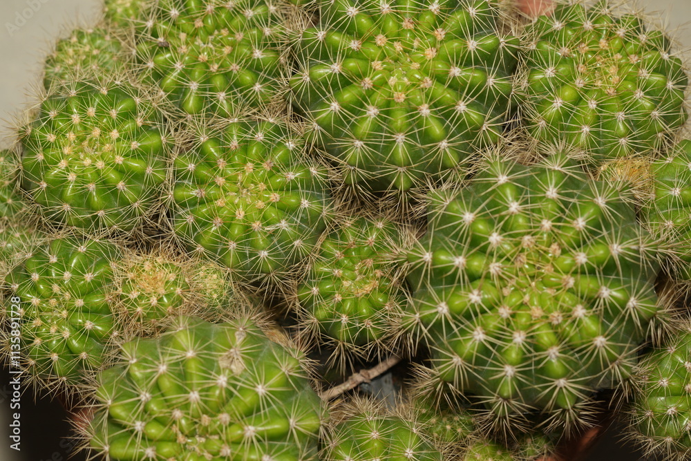 Echinopsis Oxygona (Easter Lily Cactus) plant Echinopsis Oxygona (Easter Lily Cactus) plant