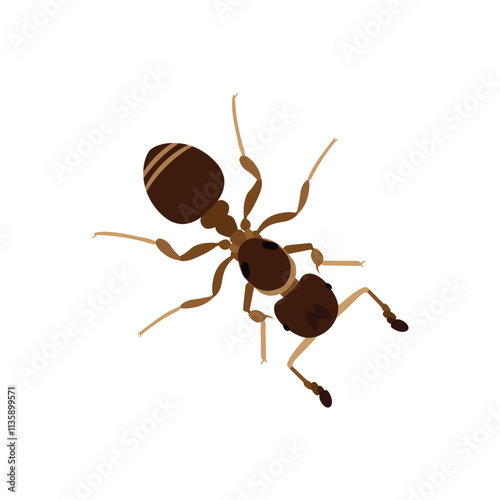 Top view Brown ant isolated on white background. Ant icon vector illustration design.