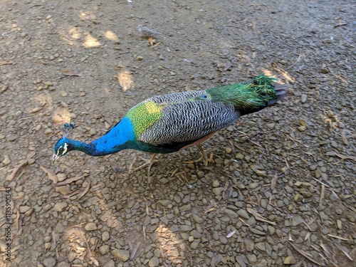 portrait of a peacock