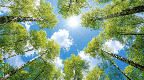 A serene view of lush green trees reaching towards a bright blue sky, with sunlight filtering through the leaves, creating a peaceful natural scene.