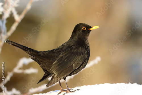 Blackbird