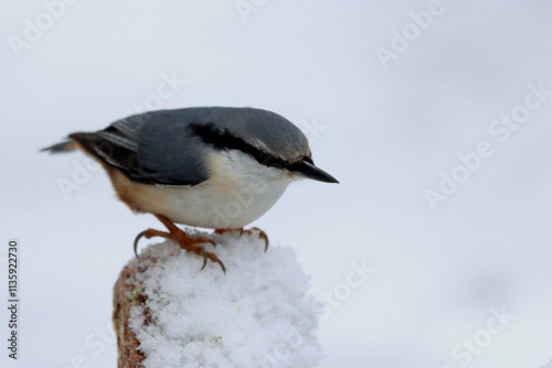 Photography Nuthatch