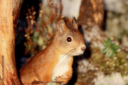Photography Squirrel