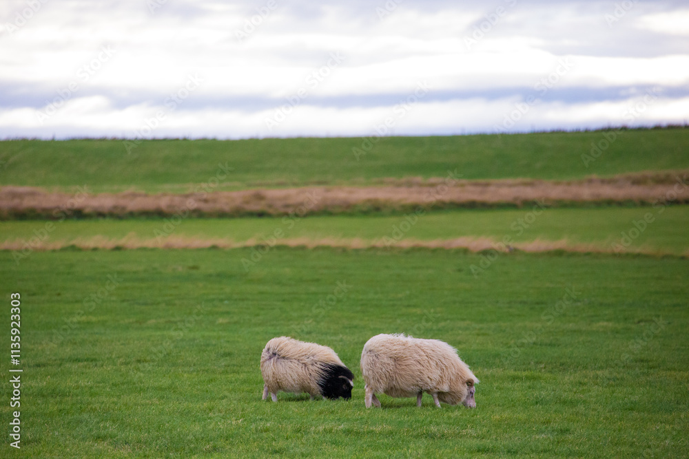 Iceland in Northern Europe is about to enter winter Iceland in Northern Europe is about to enter winter
